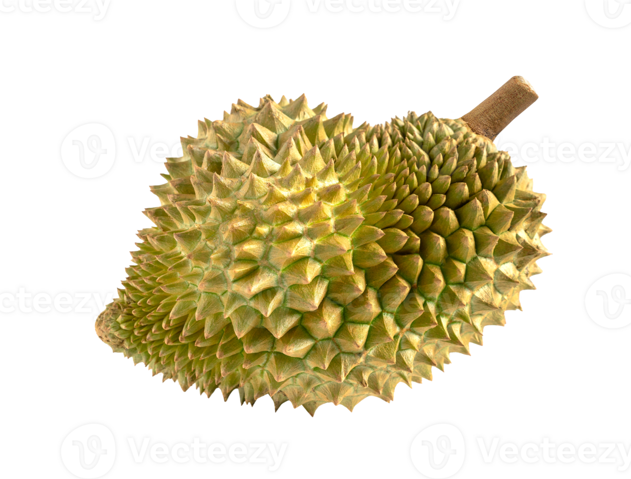 Fresh durian isolated. Durian fruit with clipping path. png