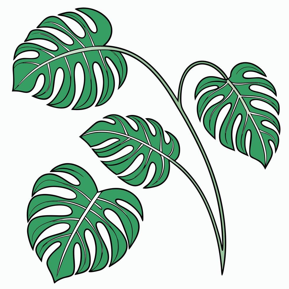 Monstera leaves clipart vector