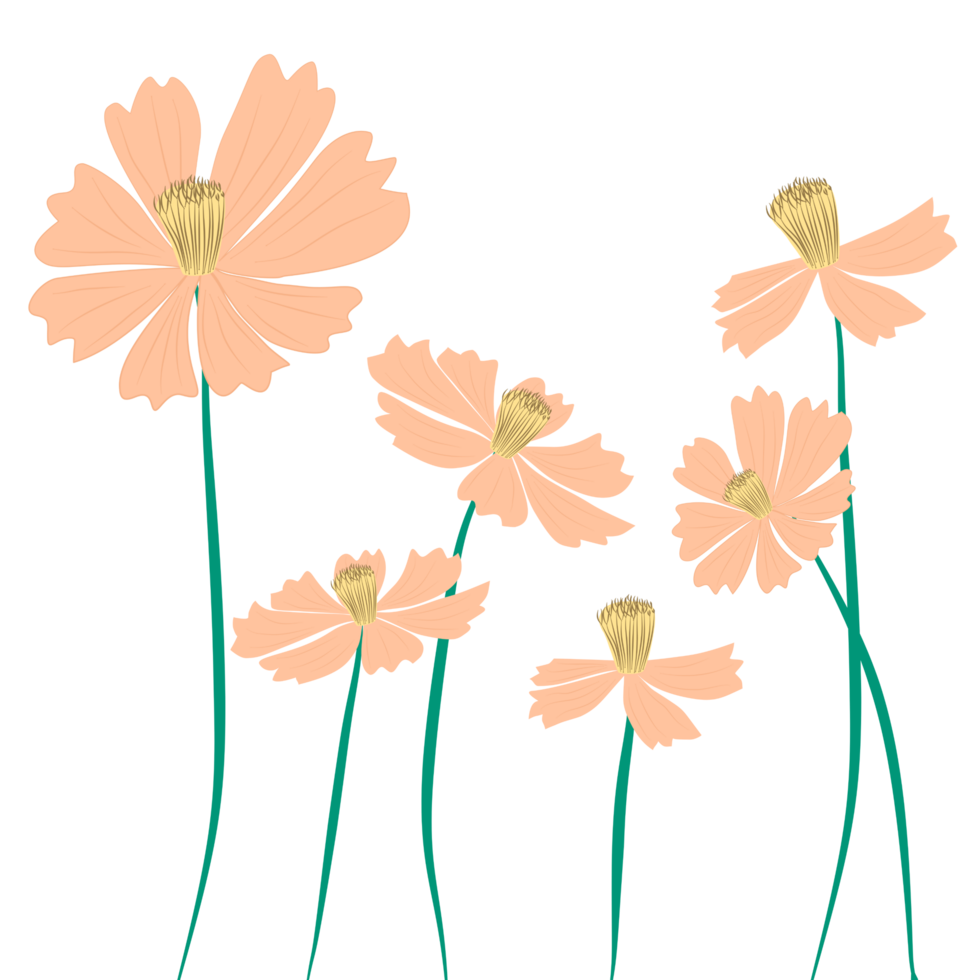 orange cosmos flower png