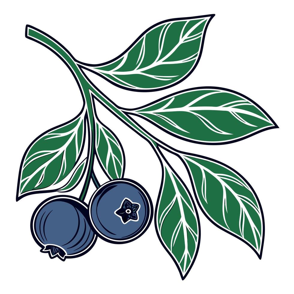 Blueberry branch with leaves vector