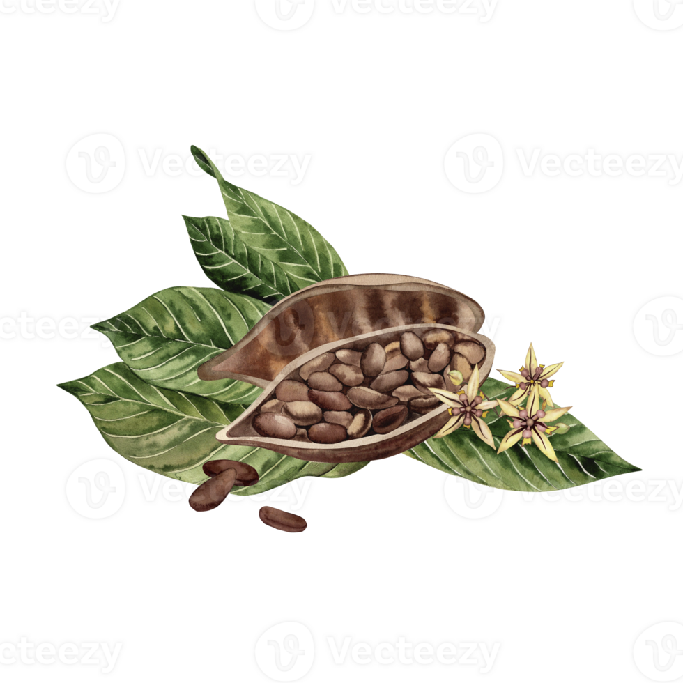 Cocoa cut in half, the fruit with grains inside lies on green leaves with flowers of cocoa wood. The watercolor illustration is manually drawn in a botanical style. For the design of packaging, cards png