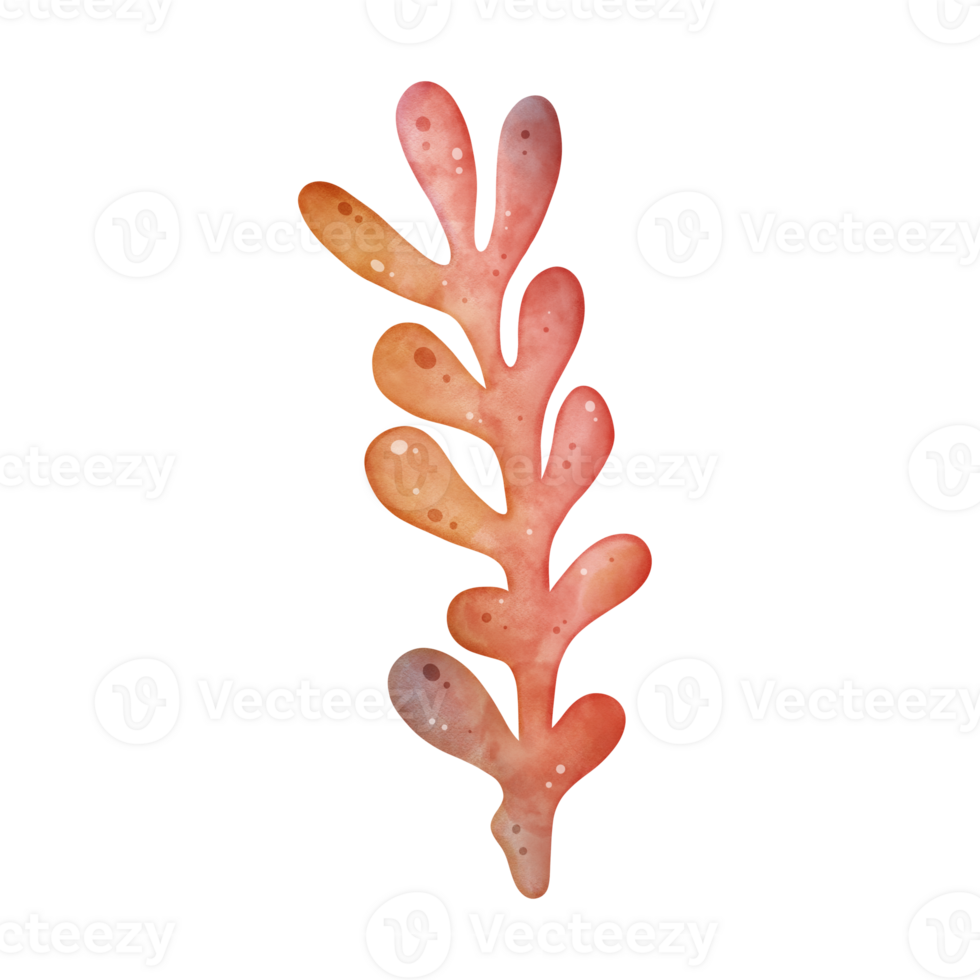 Orange Coral Clipart For Decoration png