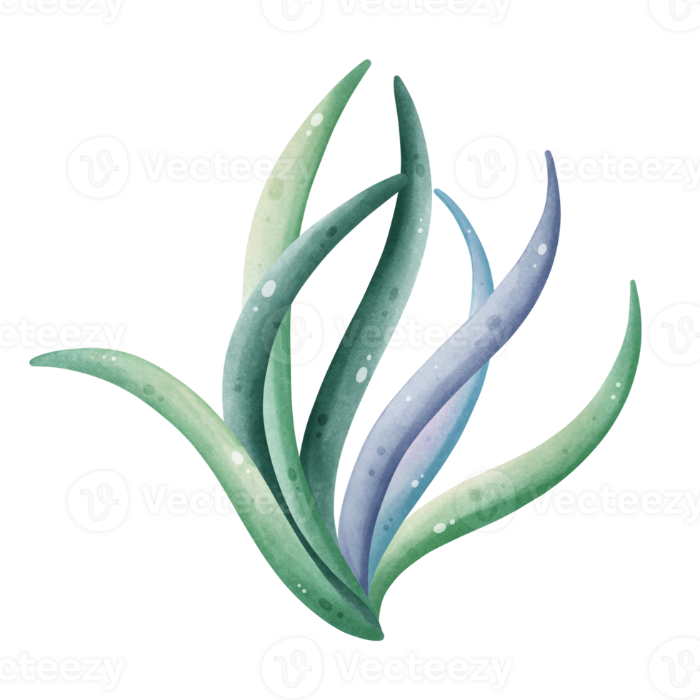 Green Seaweed Illustration for Marine Life png
