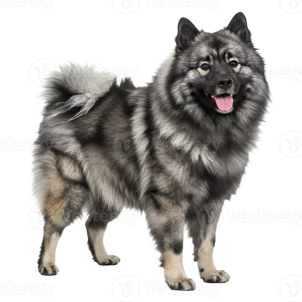 Majestic Wolfspitz Dog Breed, a Stunning Gray Fluffy Canine png