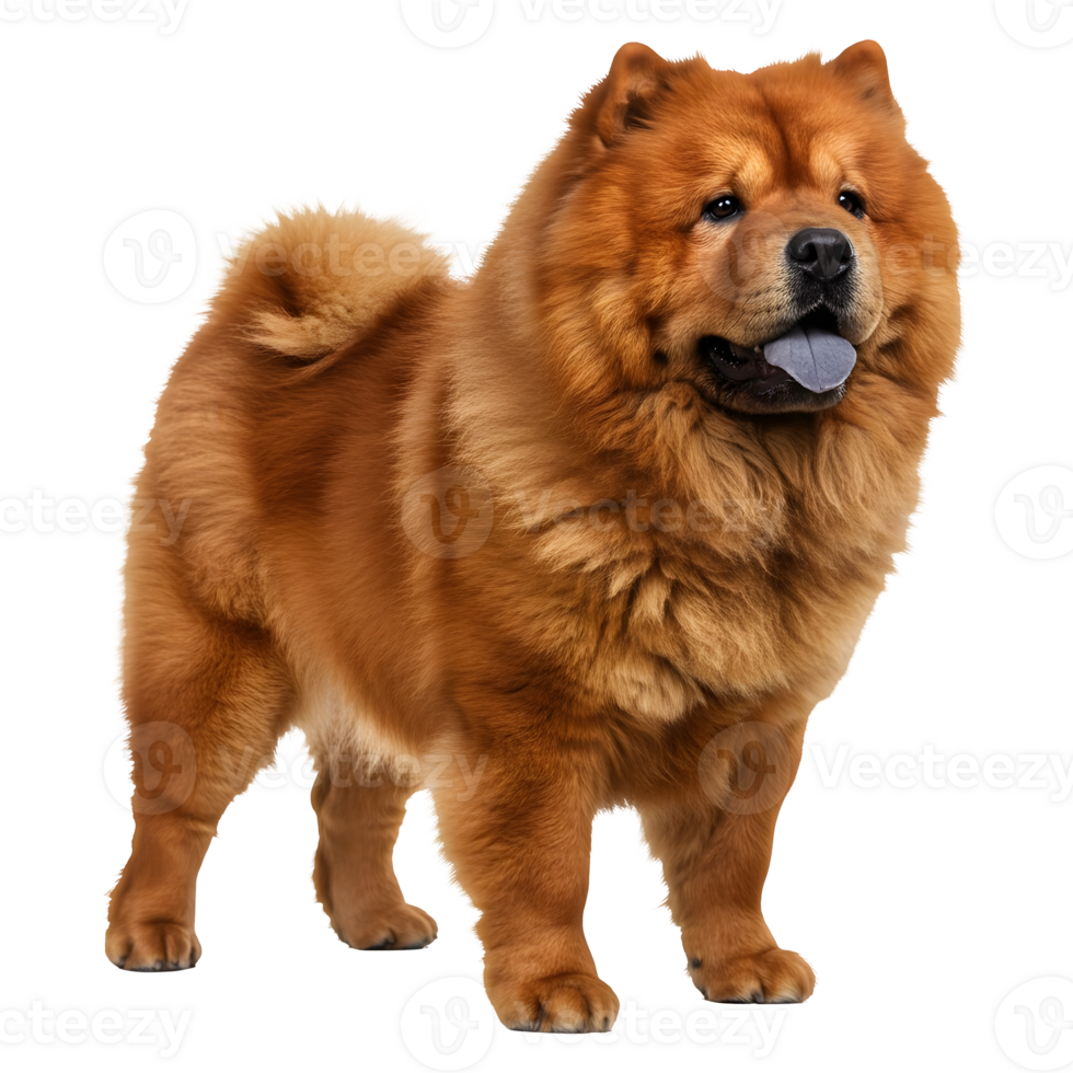 Majestic Red Chow Chow Dog Breed Portrait, Full Body, Isolated png