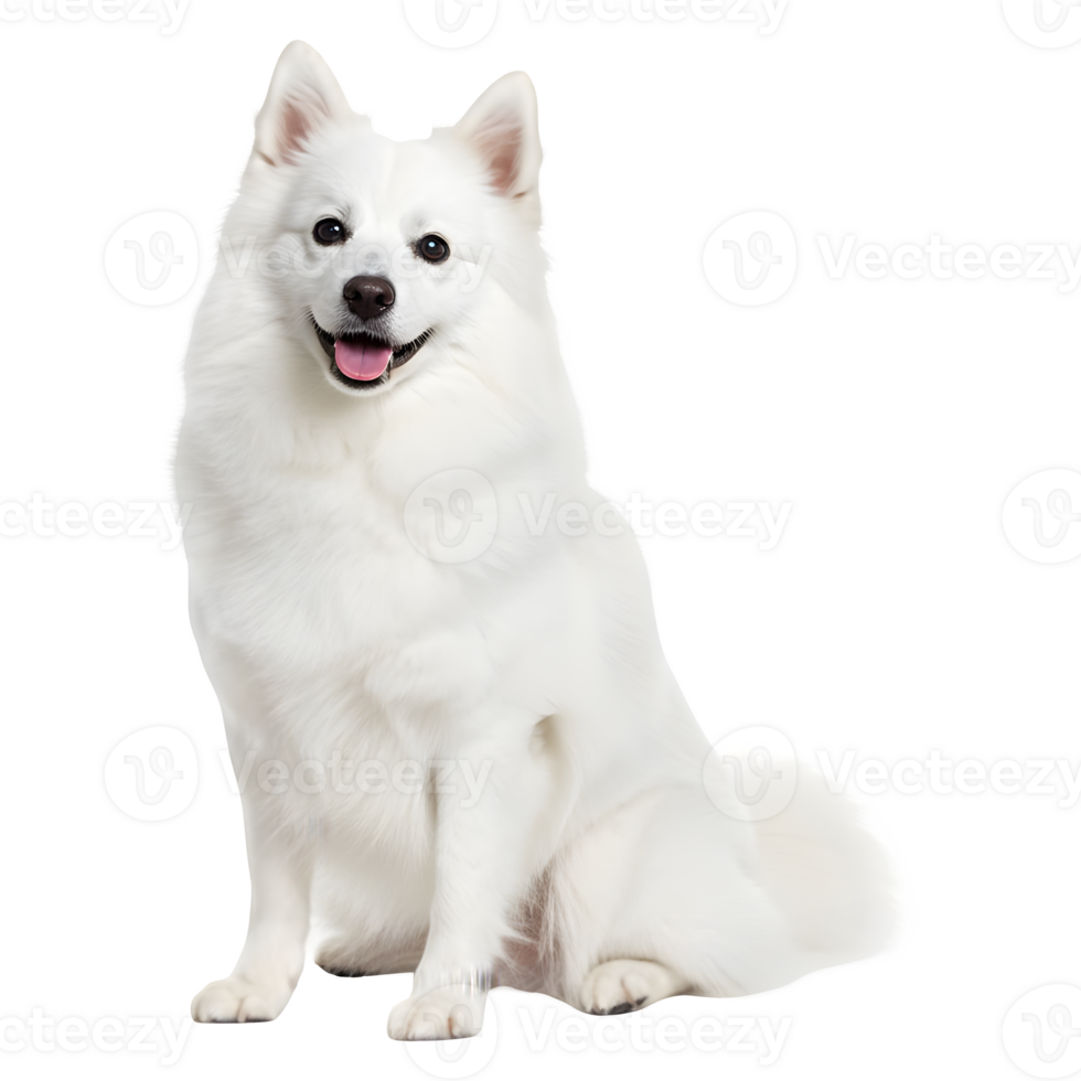 Adorable White Fluffy Dog Sitting, Happy and Smiling png