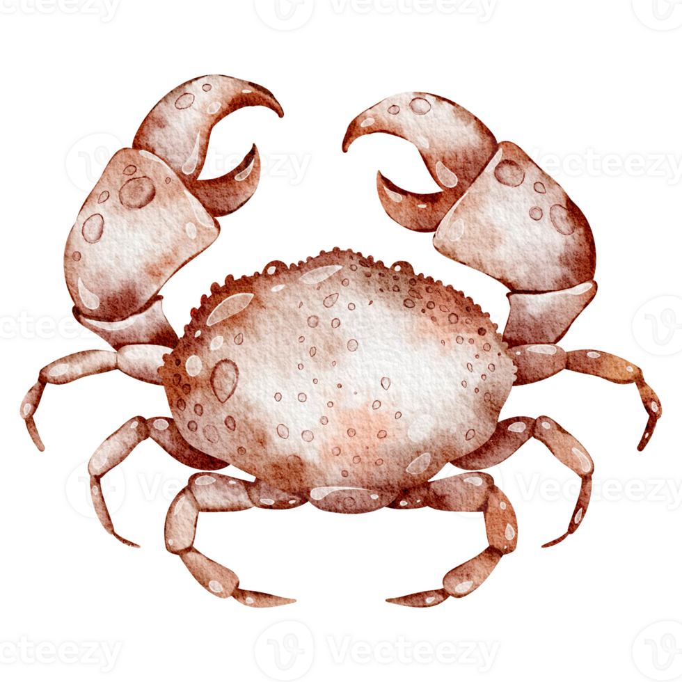 Watercolor crab on isolated background. Hand drawn illustration of wild crustacean undersea animal with claws. Marine or ocean underwater life. Drawing seafood in cartoon style. png