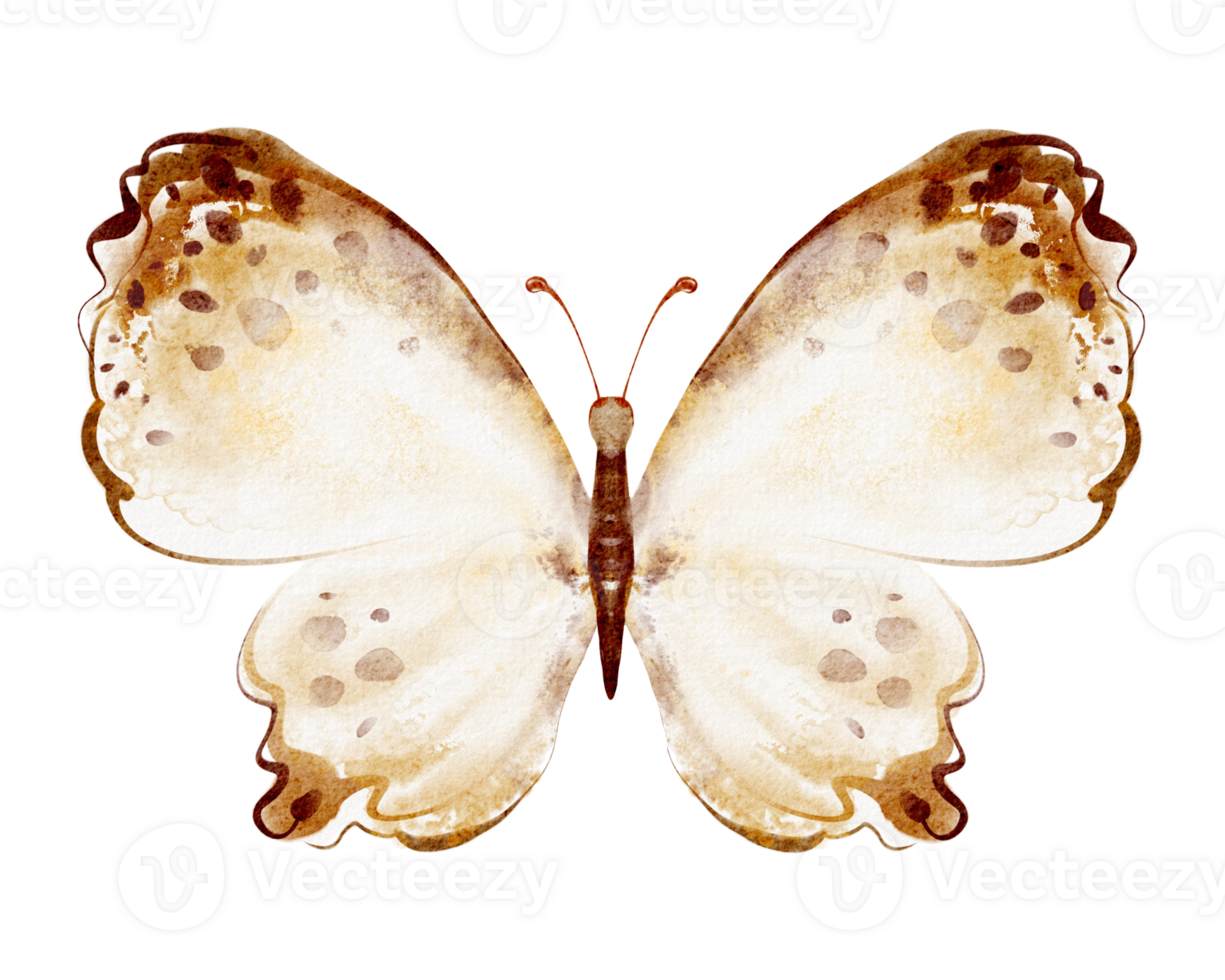 Hand drawn watercolor illustration of a butterfly with open wings. png