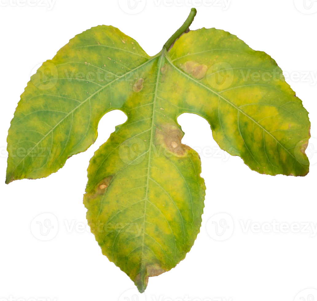 Yellow-green passion fruit leaves png