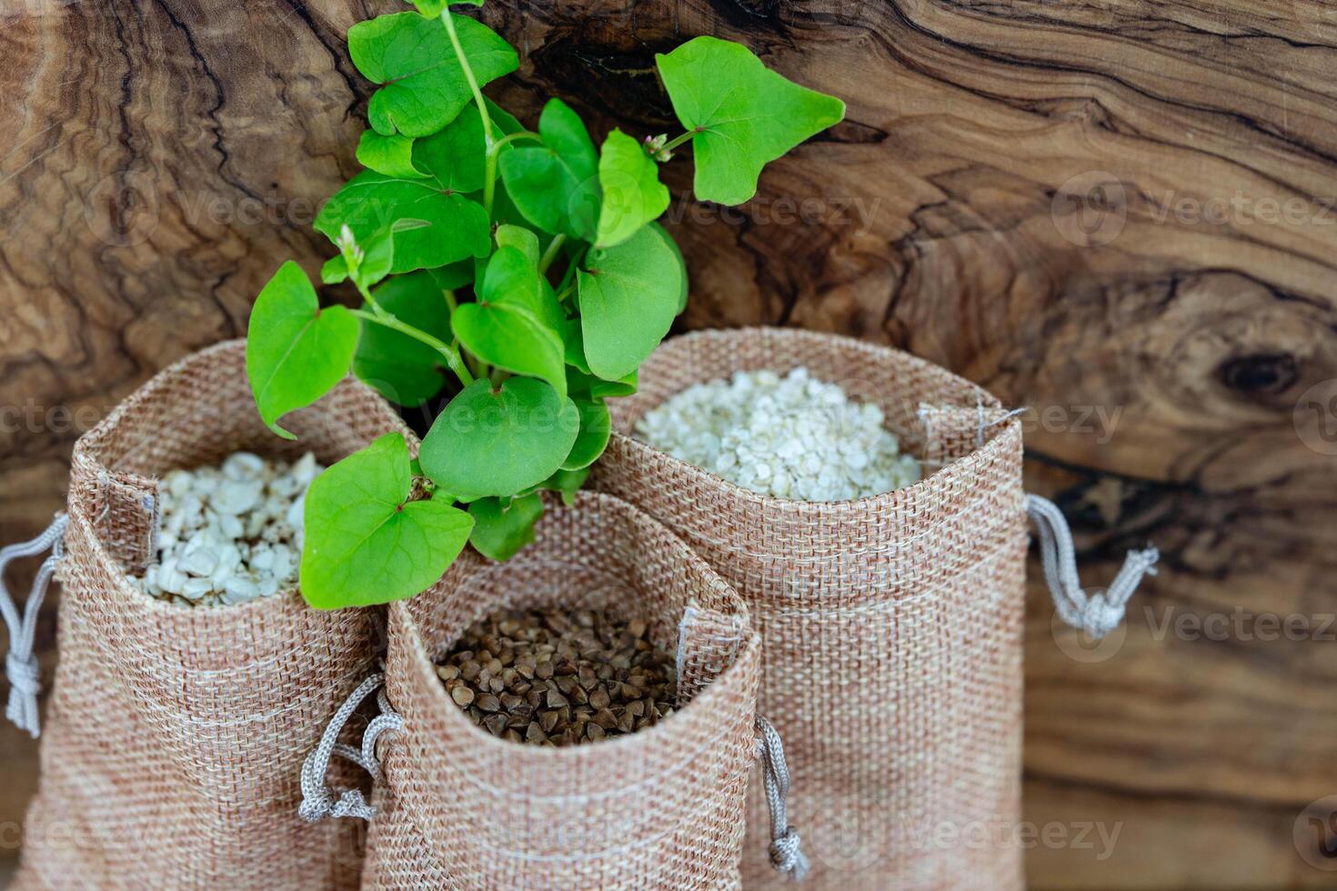 3 jute sacks with buckwheat Fagopyrum esculentum photo