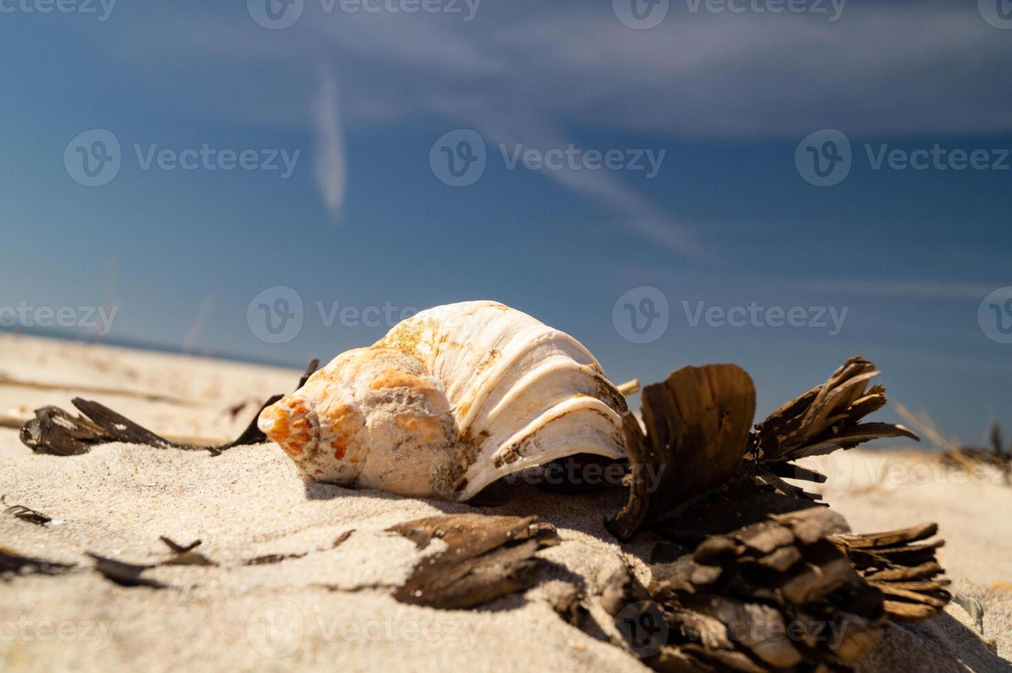 Snail shell on the beach photo
