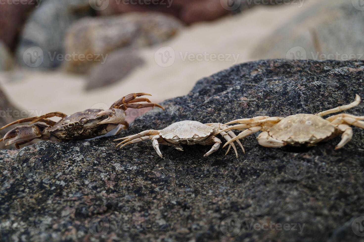 three crabs on the beach photo
