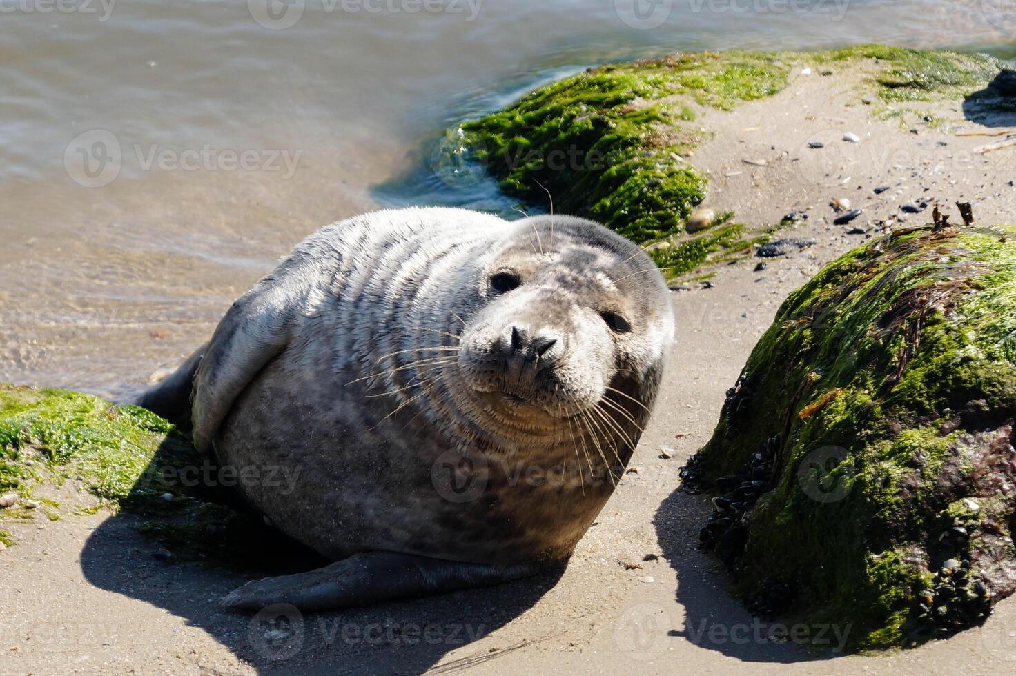Phoca vitulina Grey seal at the beach of denmark photo