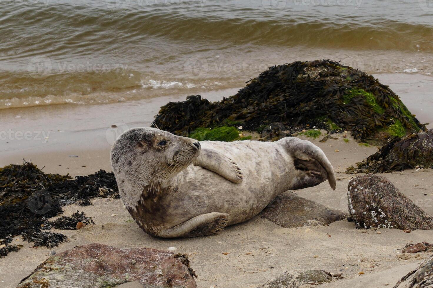 grey seal lies to dry on the beach of Juetland photo