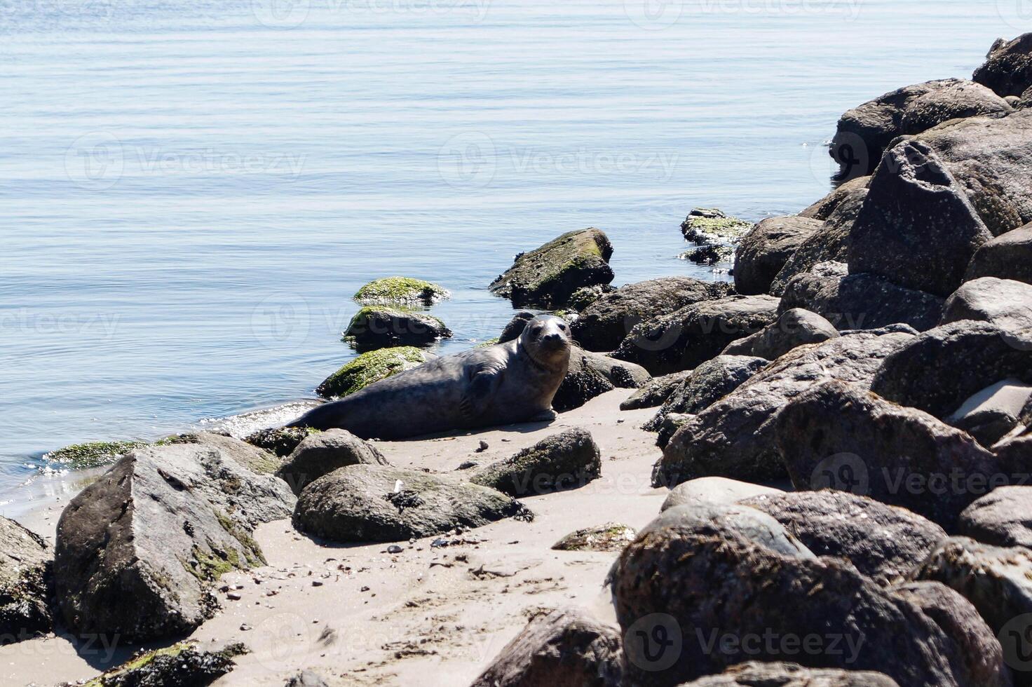 a grey seal in Blavand photo