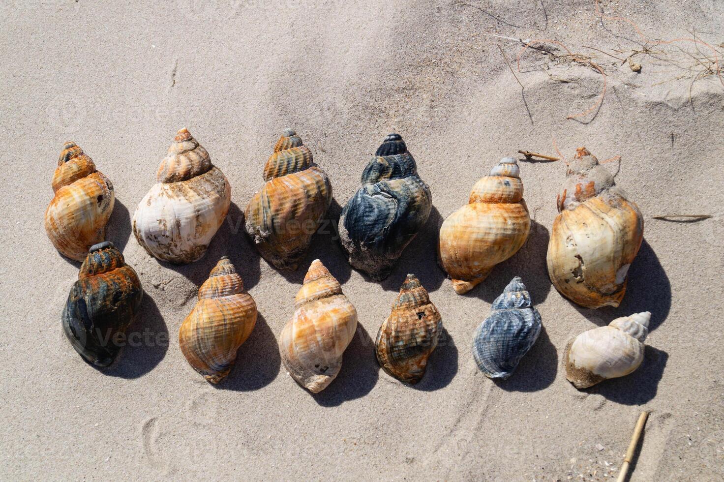 12 Snail shells on the beach photo