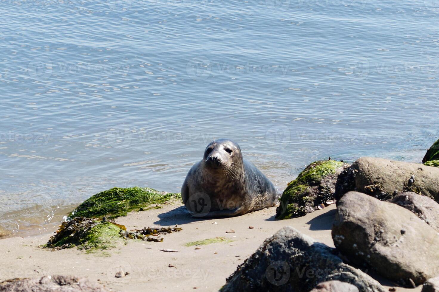 Grey seal Phoca vitulina at the danish beach photo