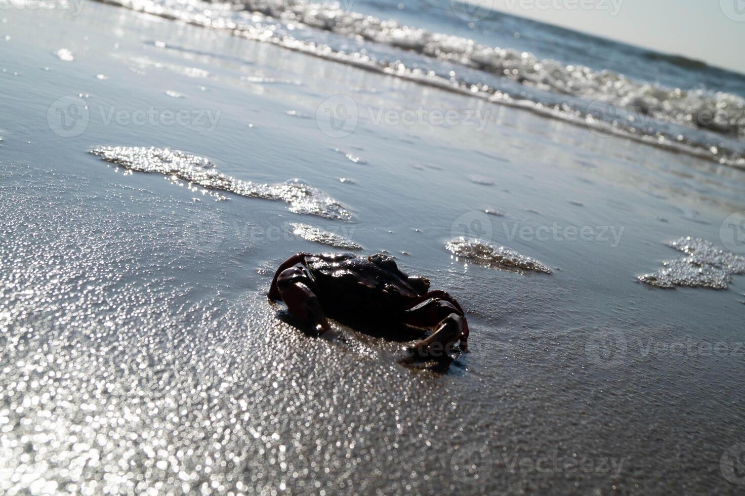 1 crab on the beach photo