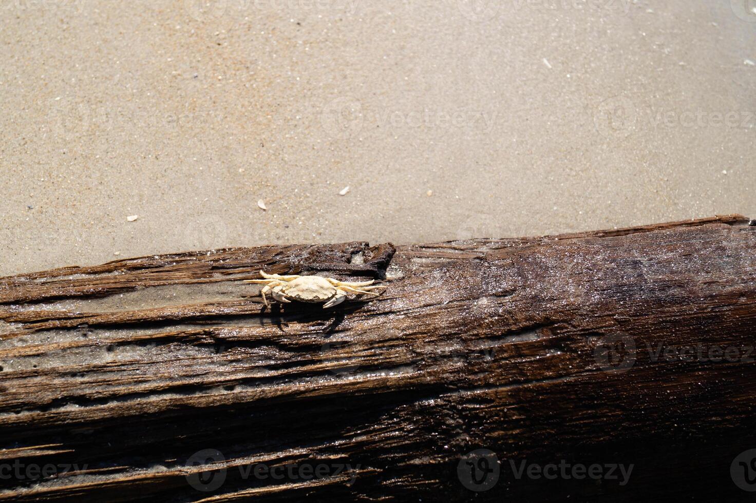 white crab on a tree photo