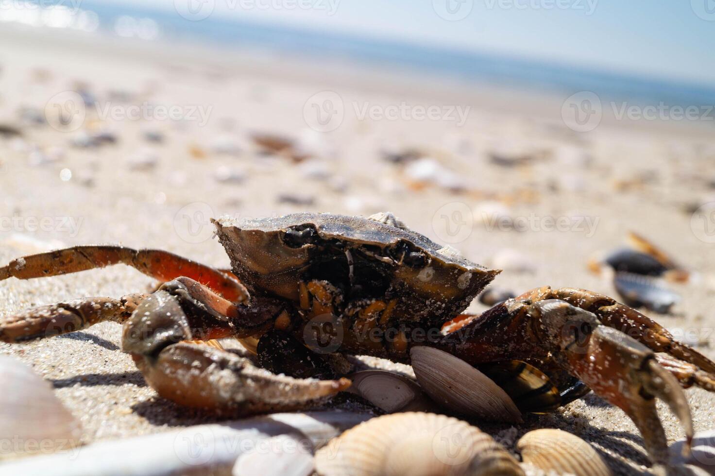 a red crab on the beach photo