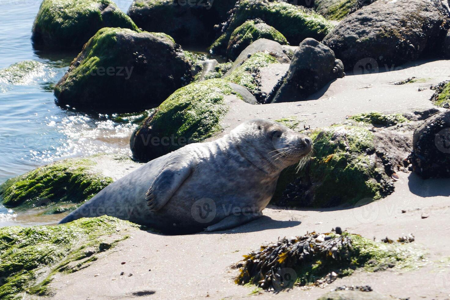wild seal at the beach of juetland photo