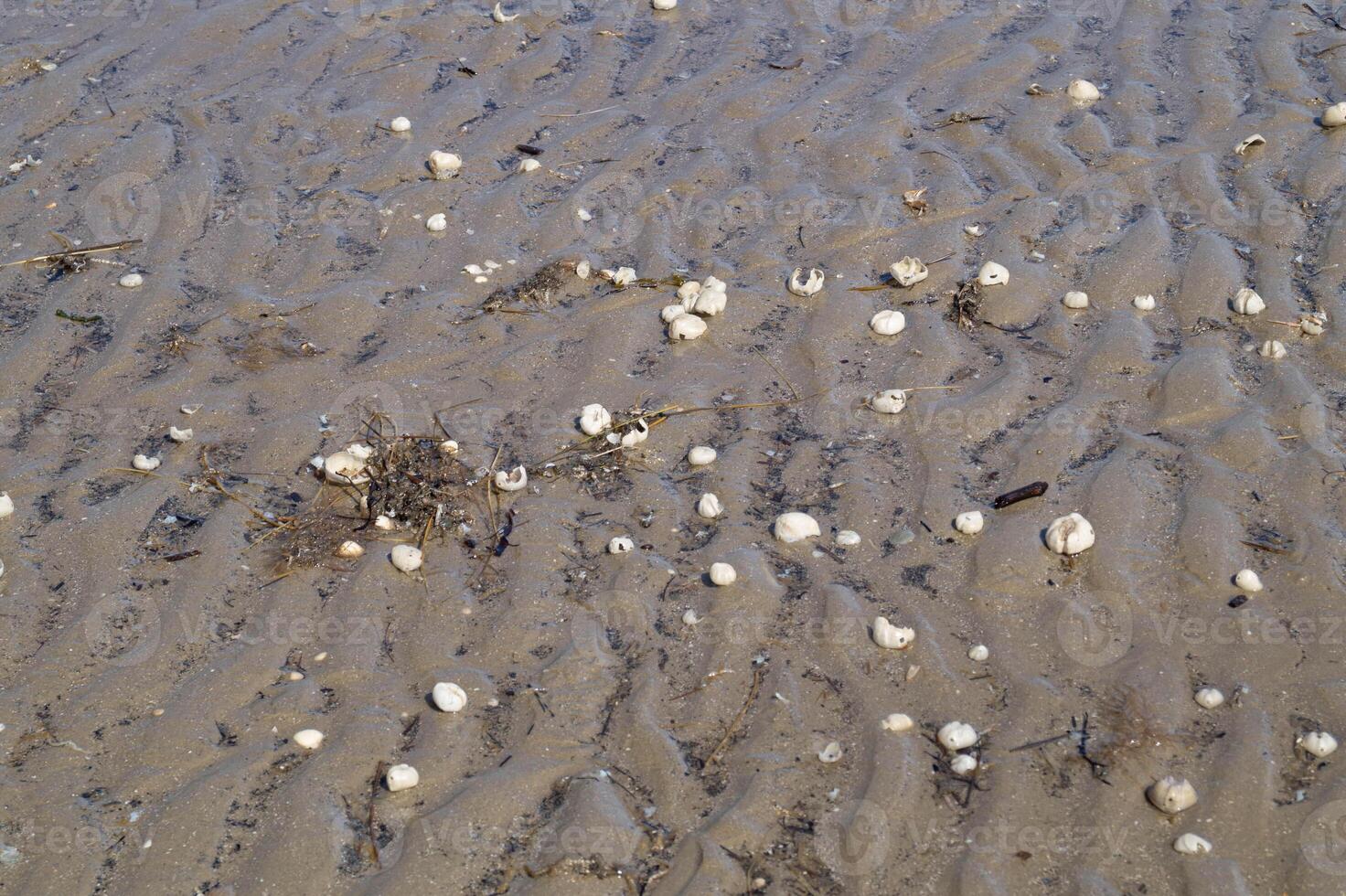 Sea urchin shells on the beach photo