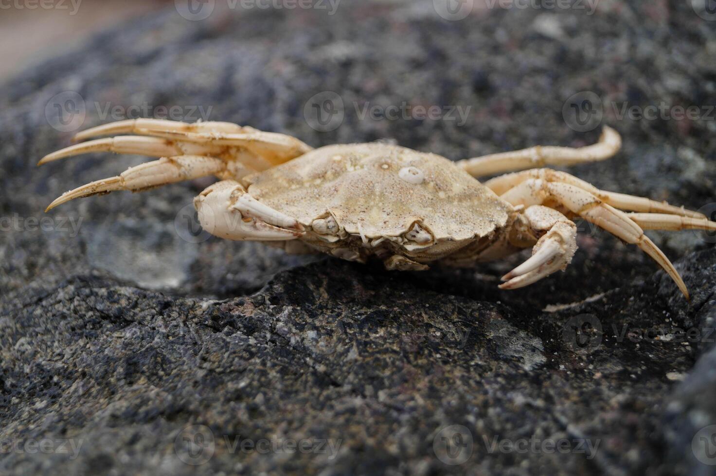 one crab on the beach photo