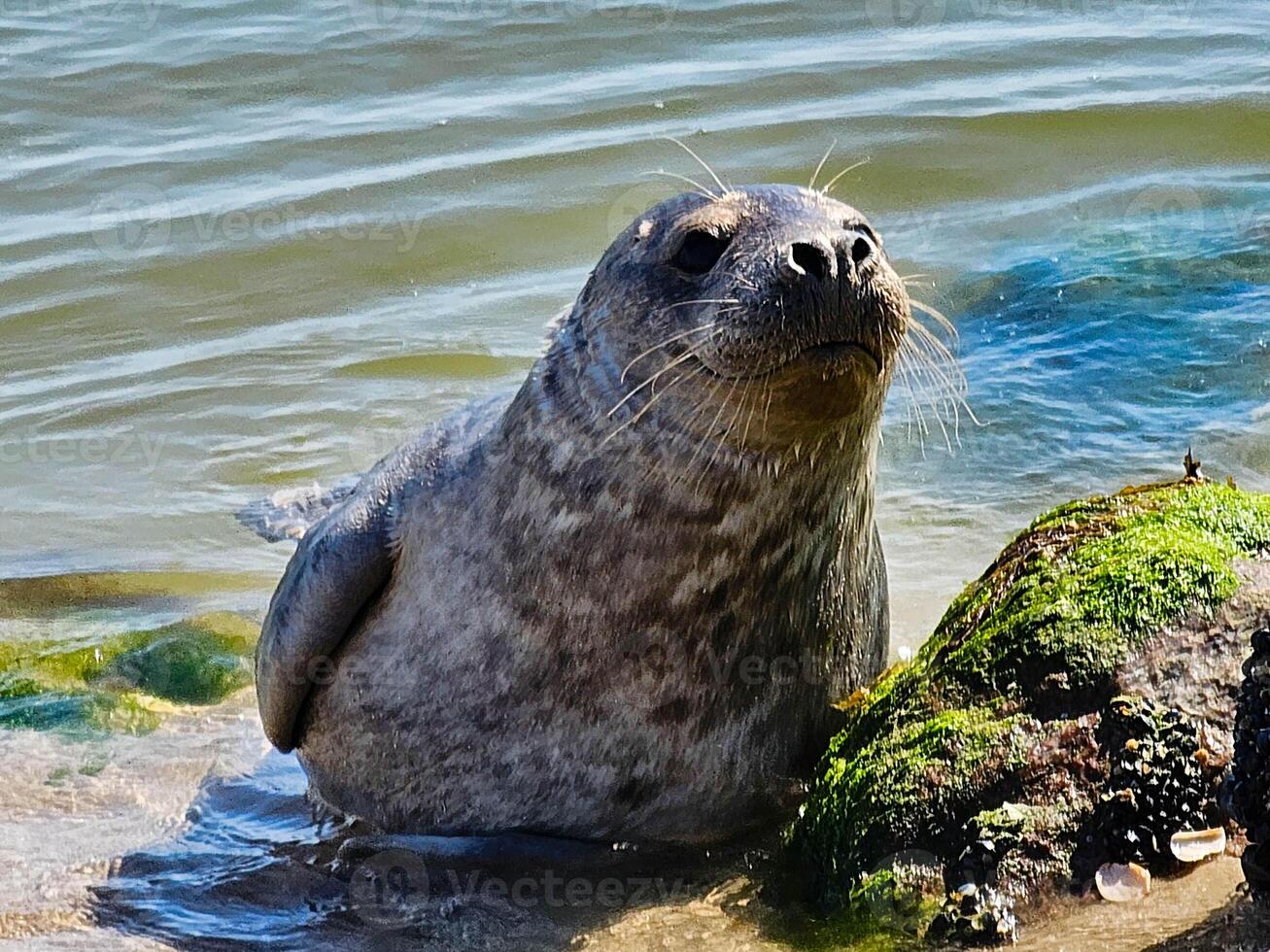 Seal Phoca vitulina at the beach photo
