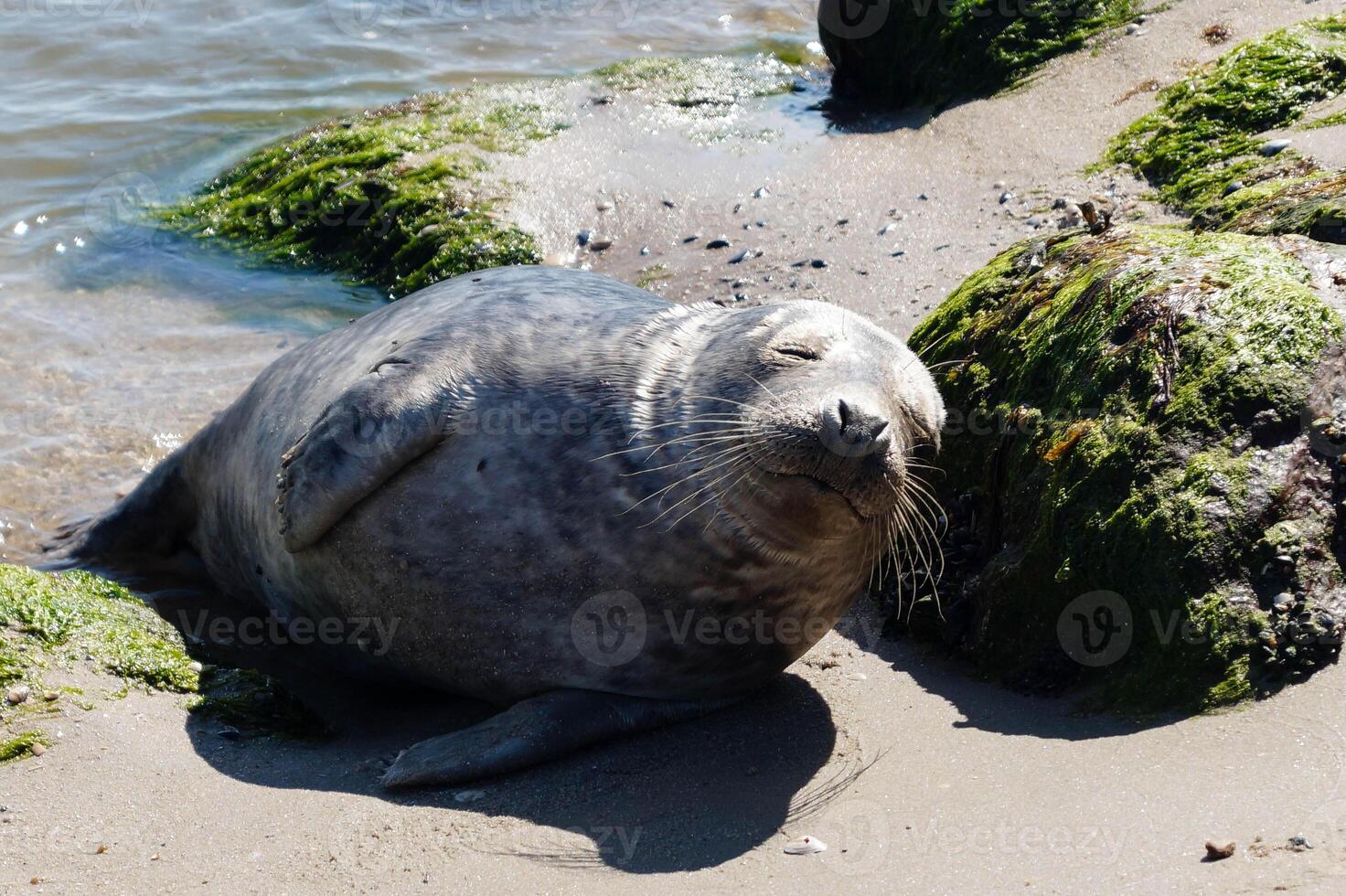 Sea hound at the beach of denmark photo