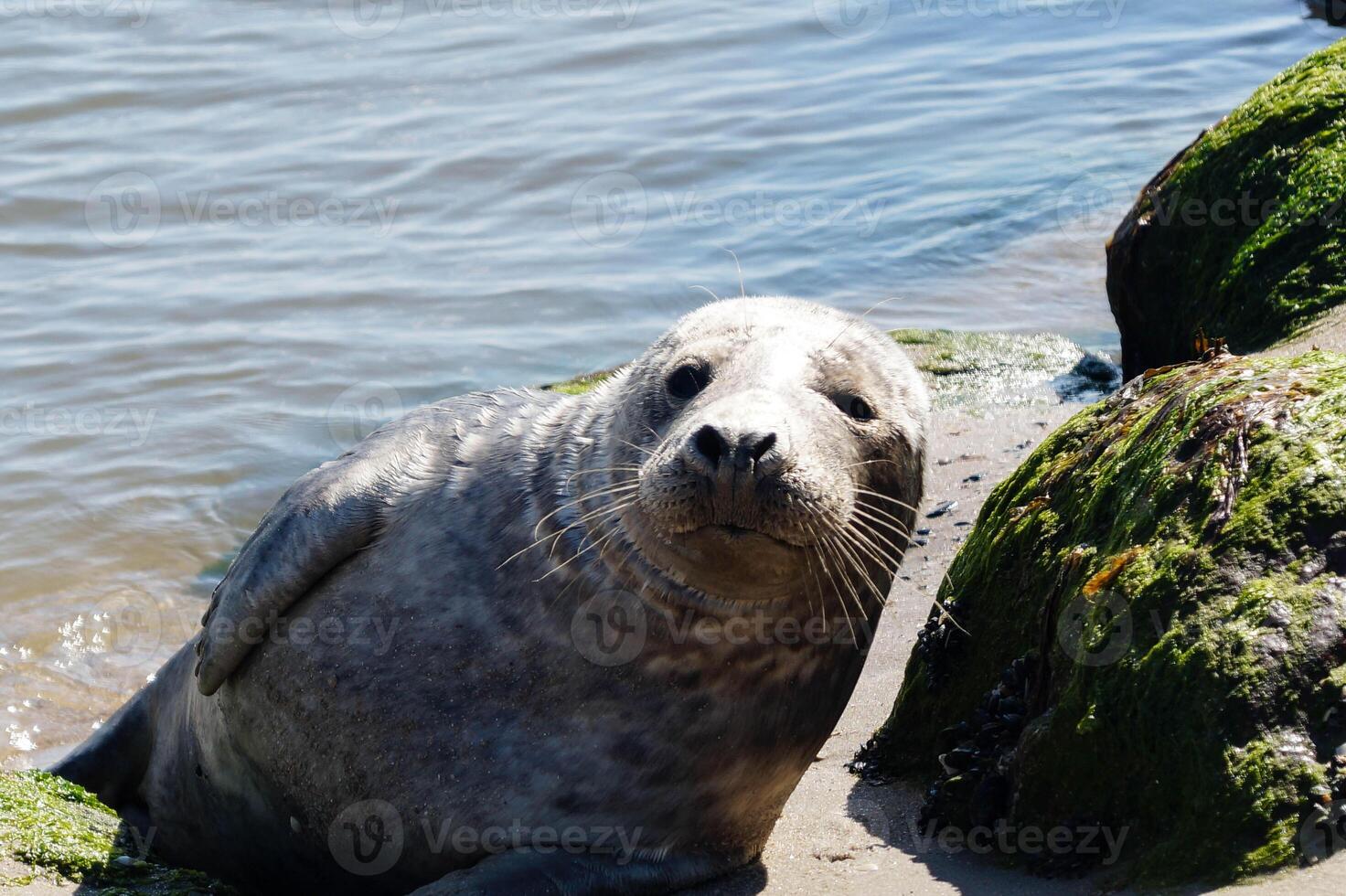 Phoca vitulina Grey seal in Denmark photo