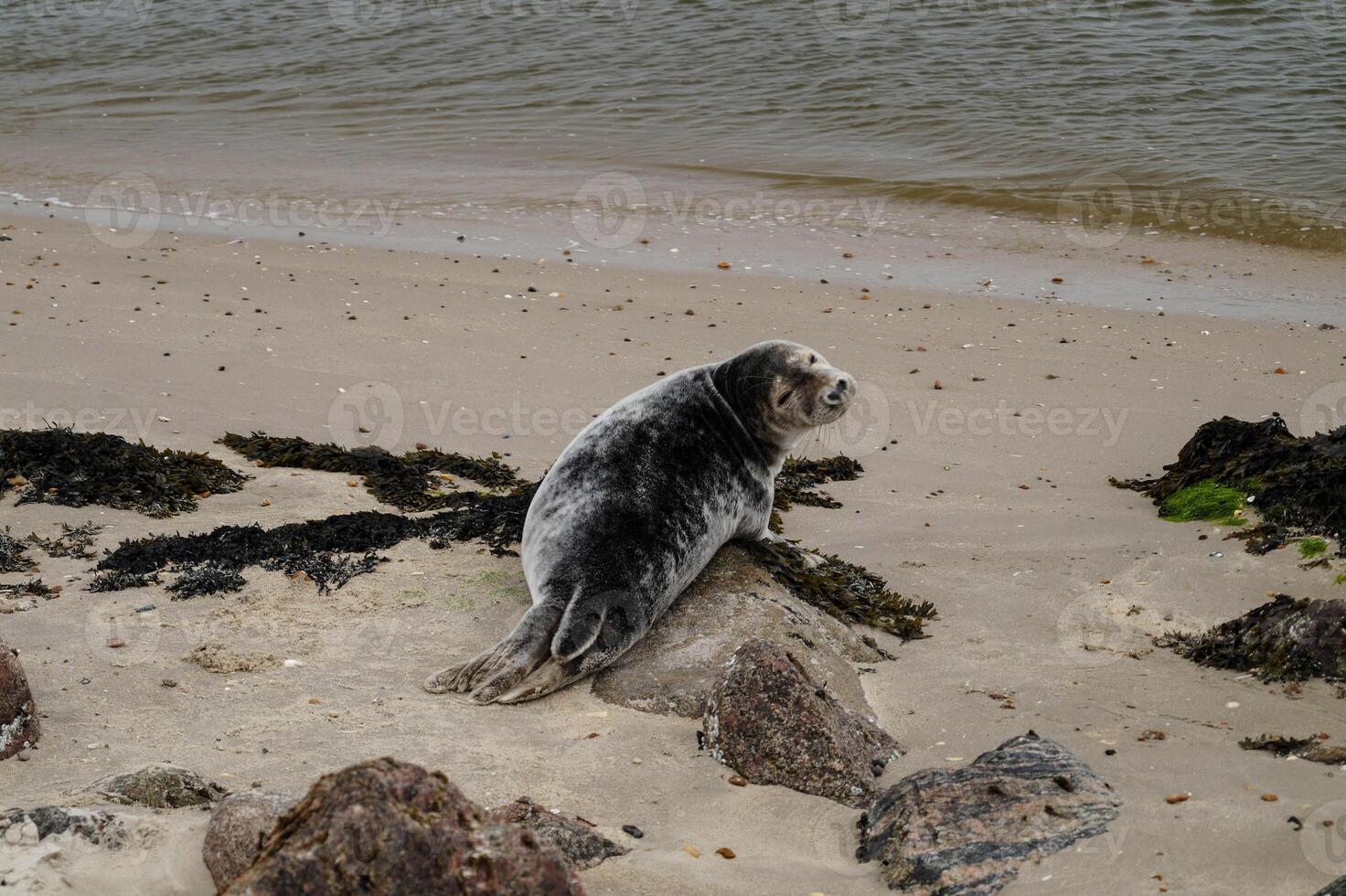 grey seal lies to dry on the beach of Blavand photo