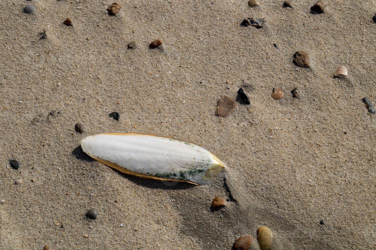 one white sepia on the beach photo