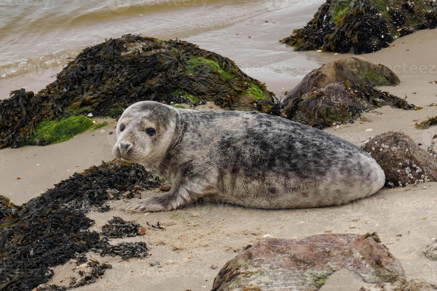 grey seal on a sandbank photo