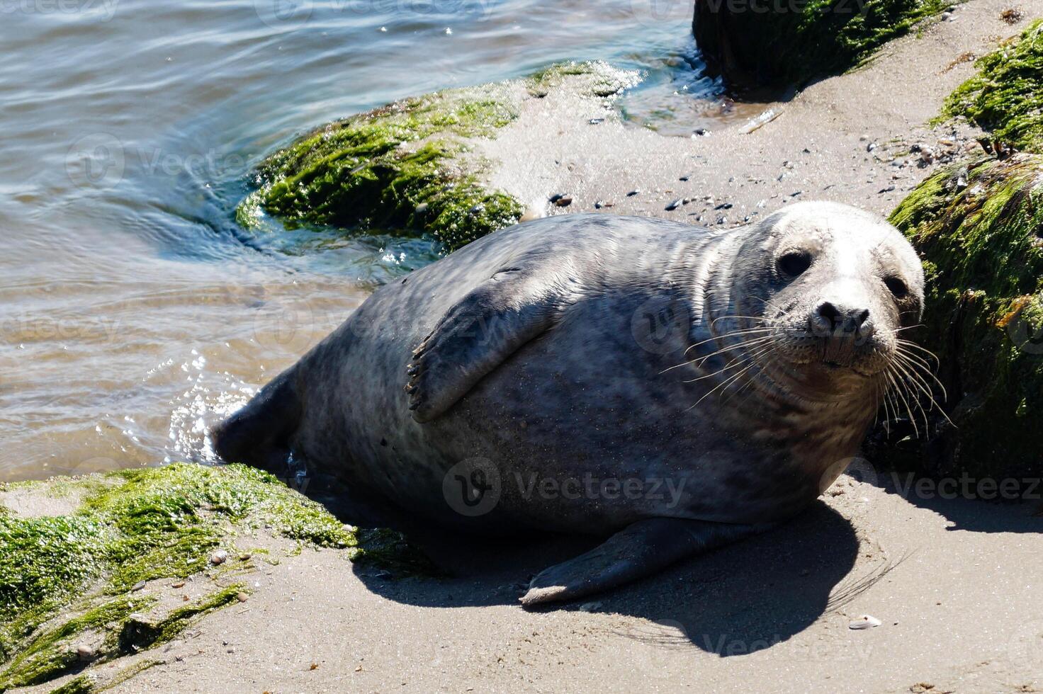 wild seal at the beach of the northern sea photo