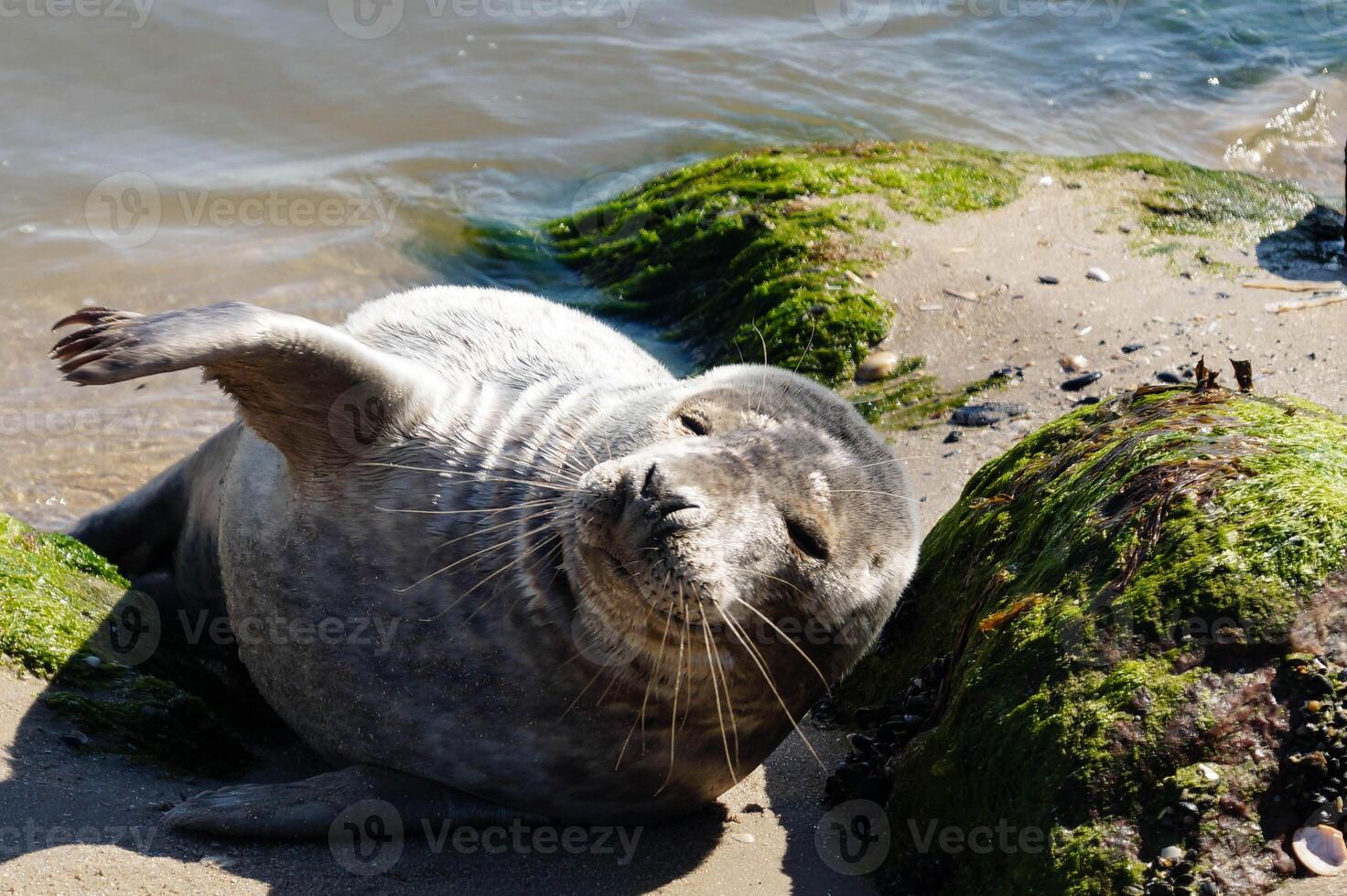 waving seal at the beach photo