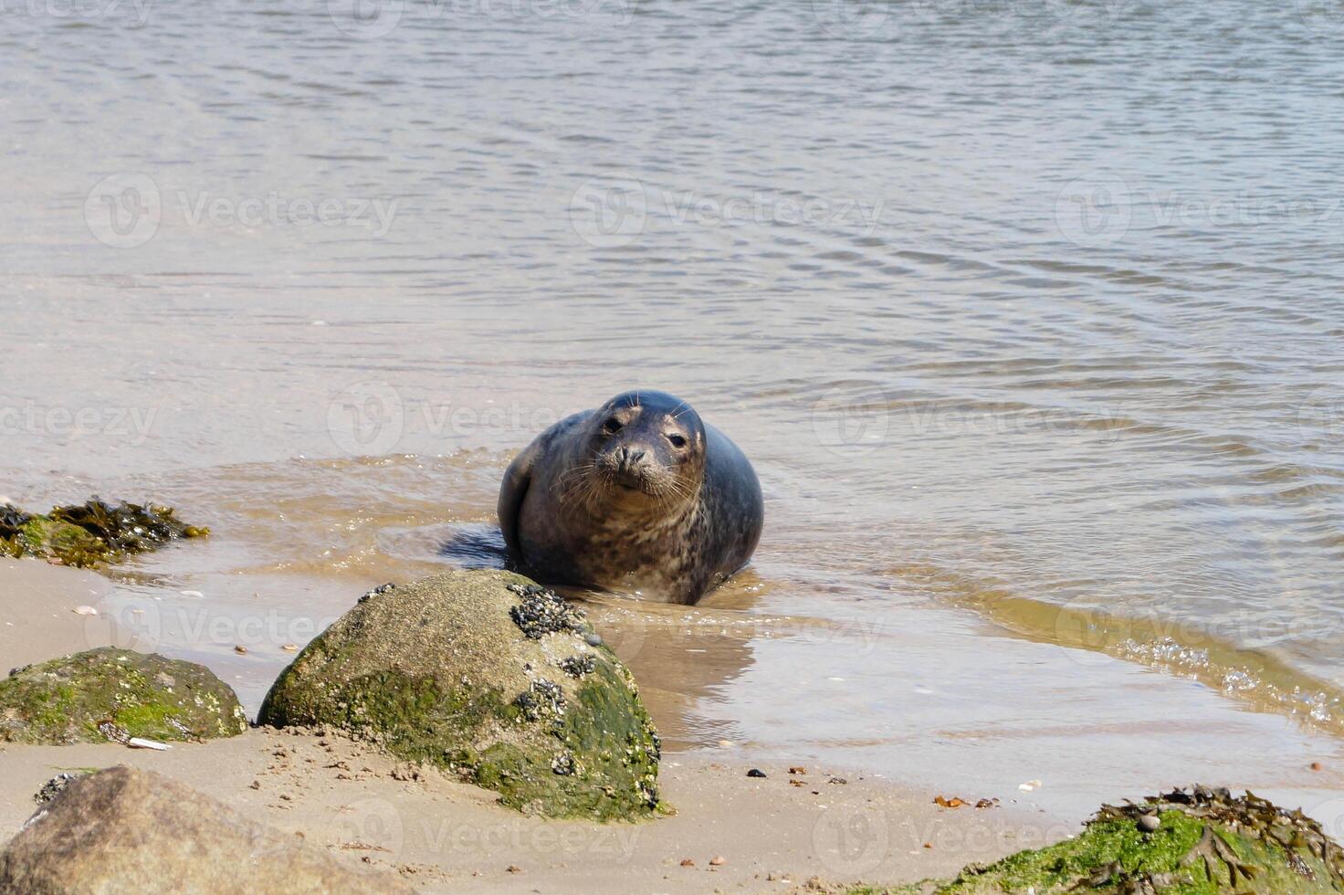 Phoca vitulina Grey seal in Juetland photo
