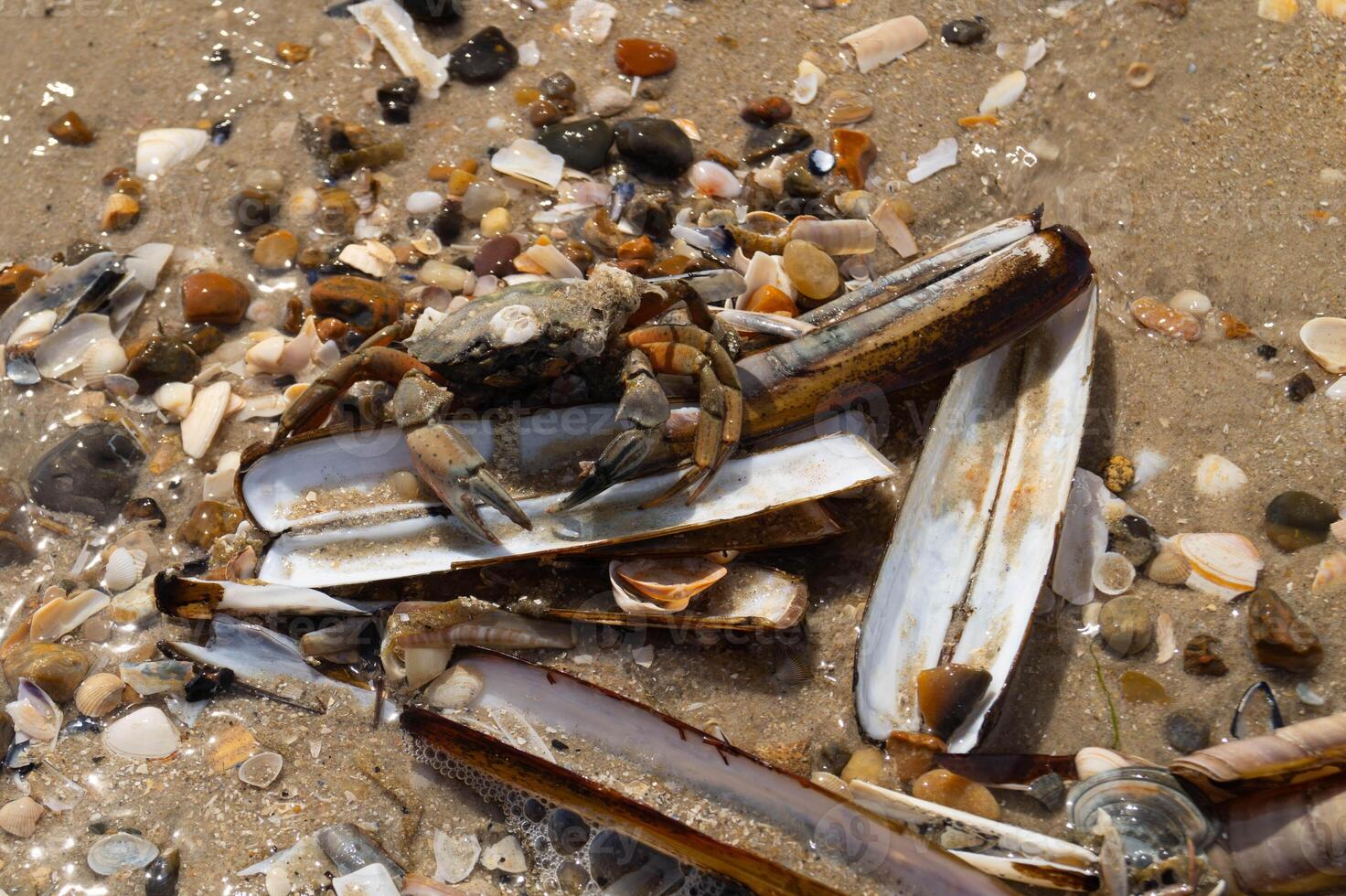 pocket knives shells in the mudflats photo