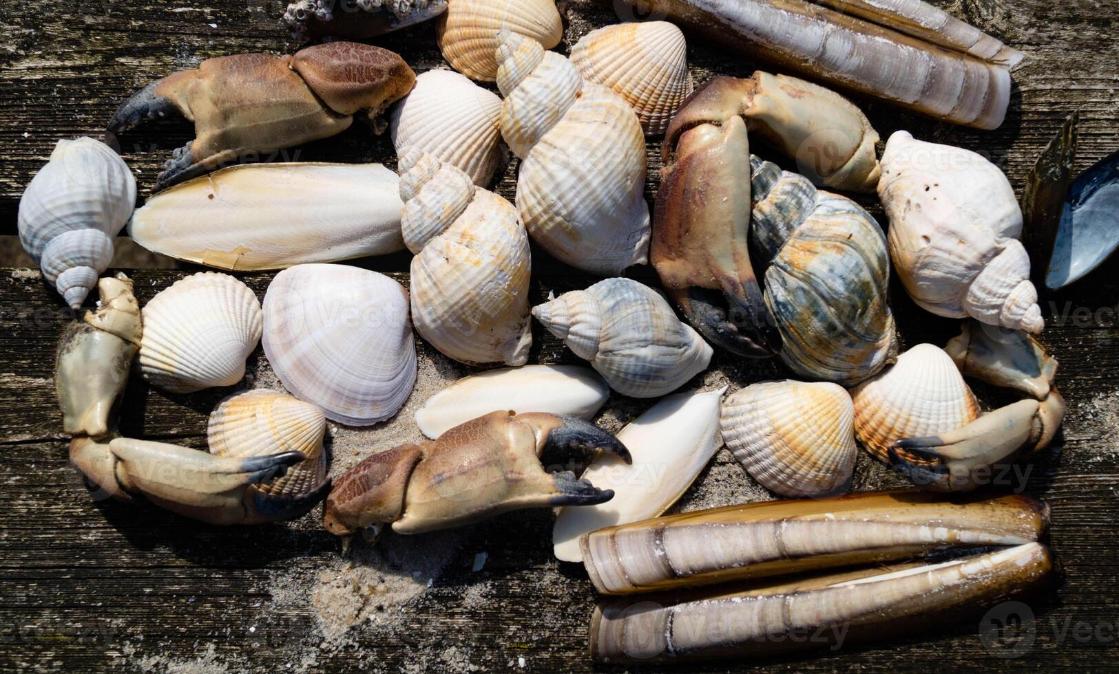 some shells on the beach photo