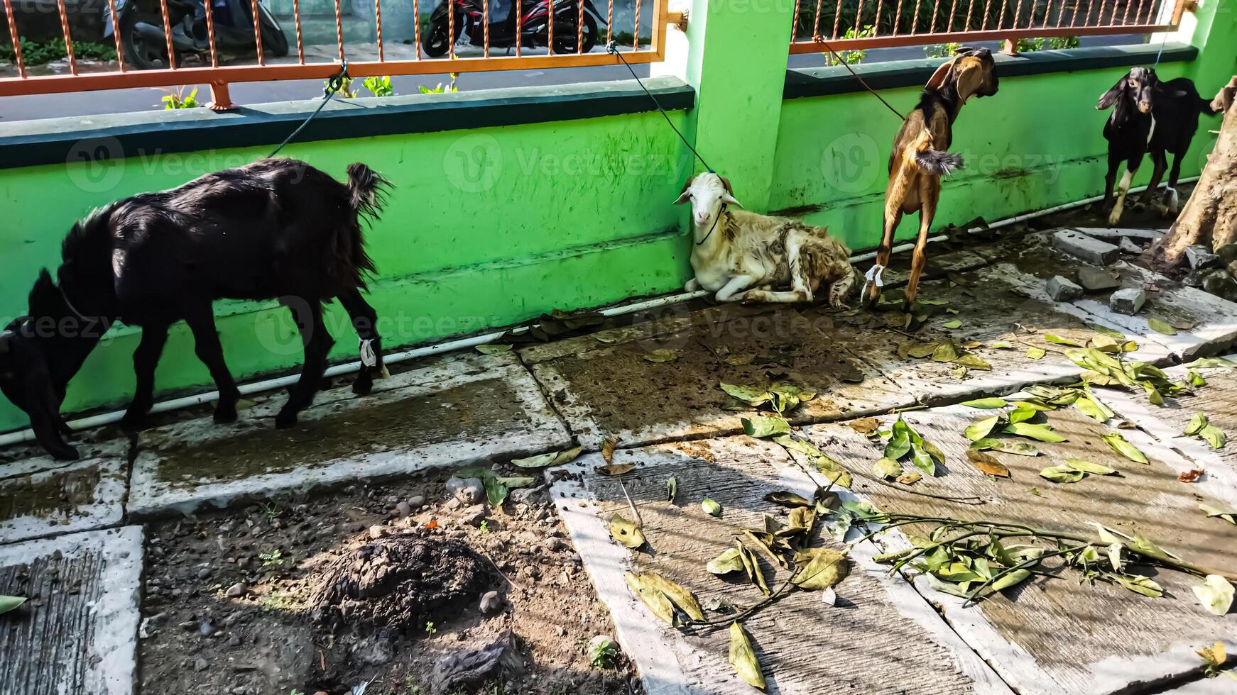Goat for the preparation of sacrifices on Eid al Adha photo