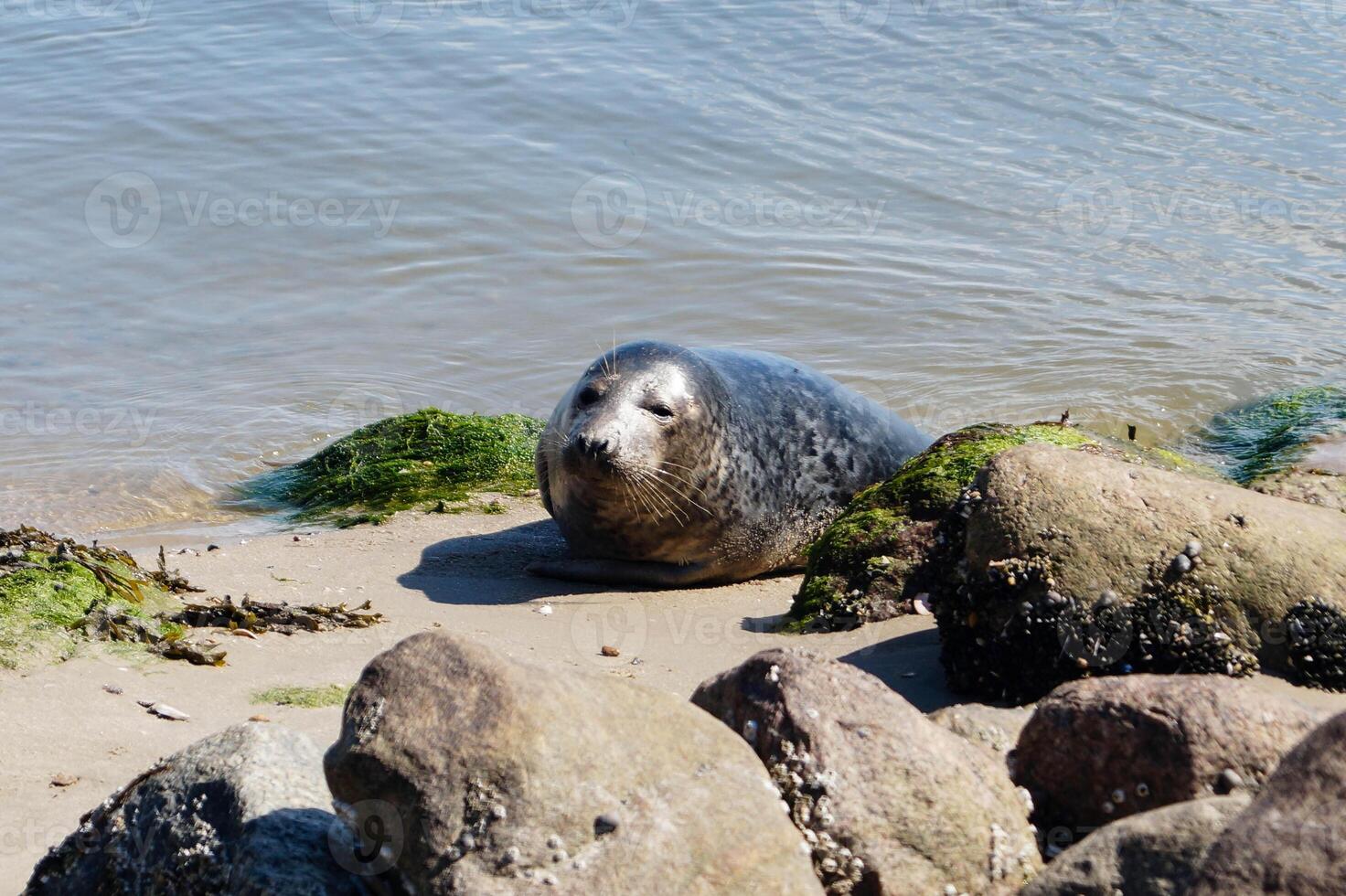 Grey seal at the beach of blavand photo