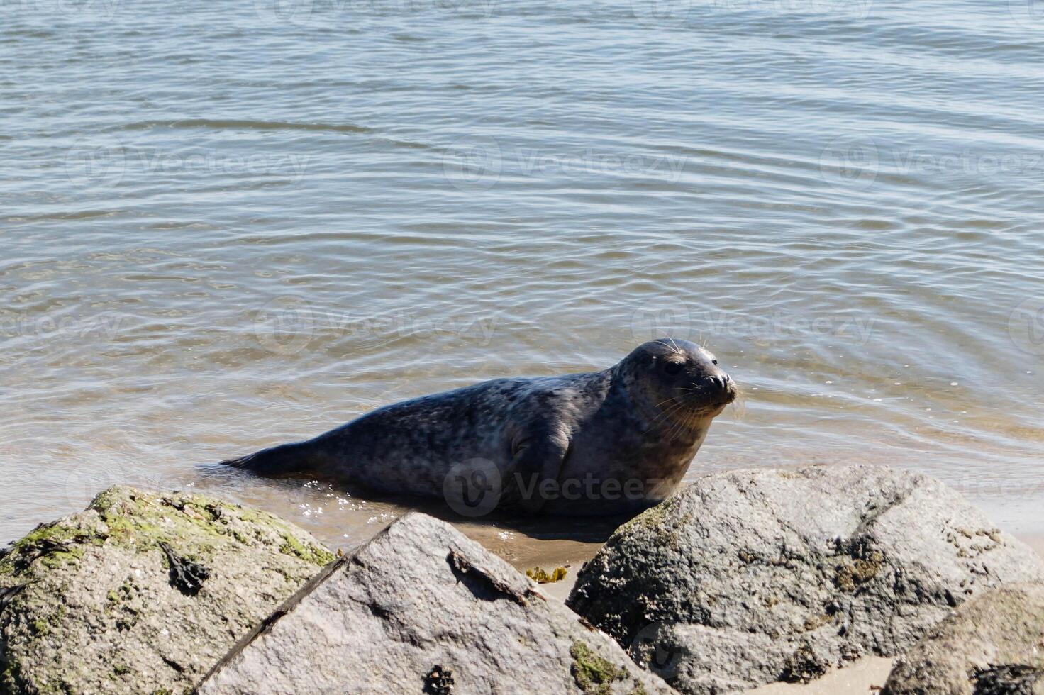 a grey seal on sandbank photo