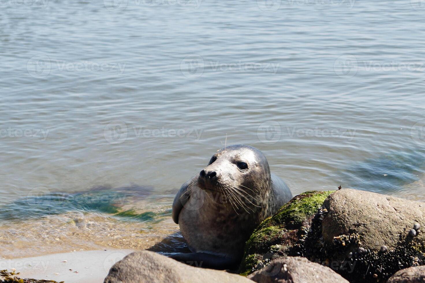 Phoca vitulina Grey seal in Blavand photo