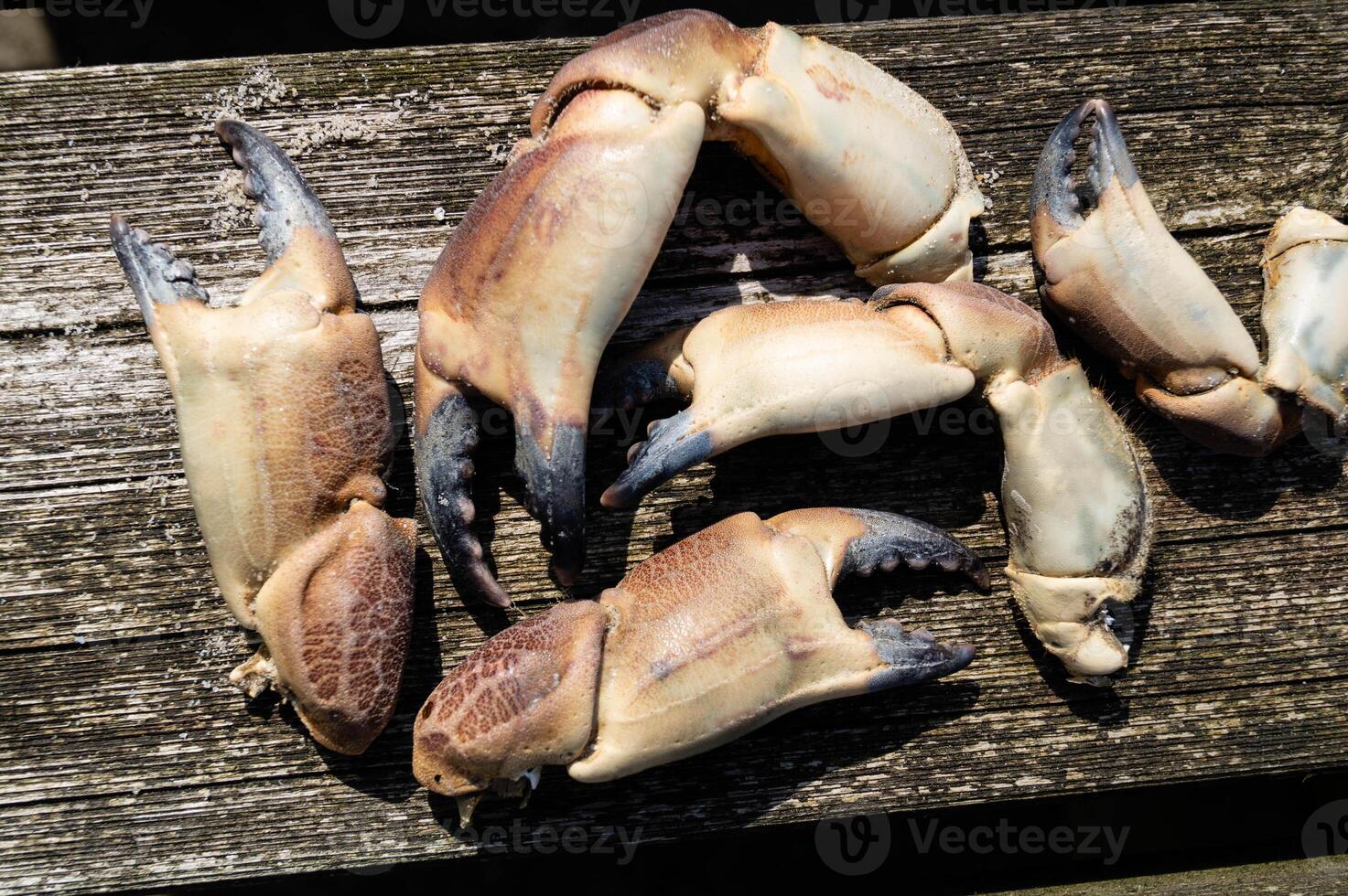 some crab claws on the beach photo