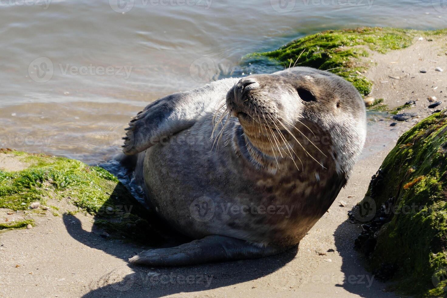 Phoca vitulina Grey seal at the beach of Blavand photo