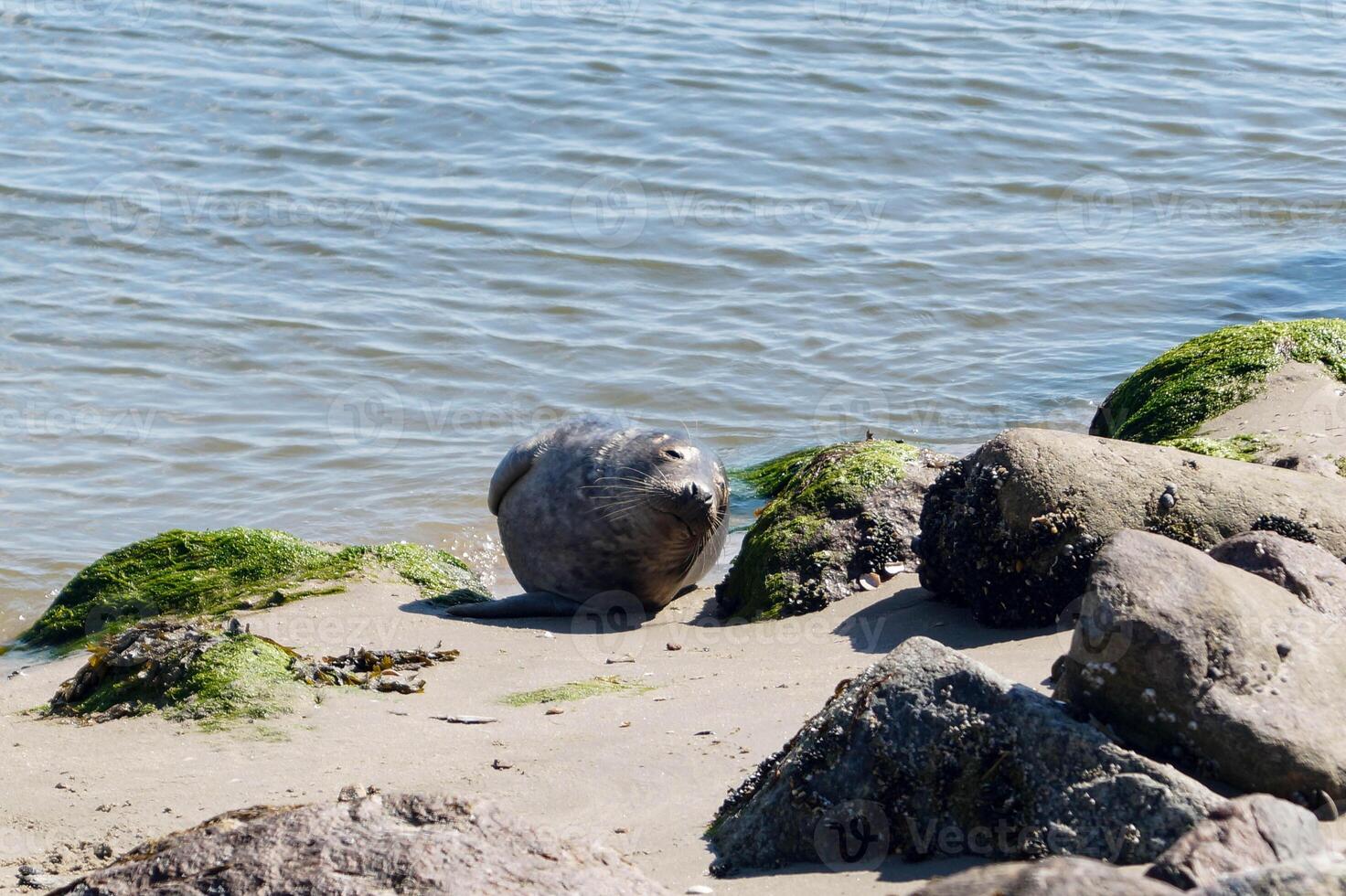 wild seal at the beach of the baltic sea photo