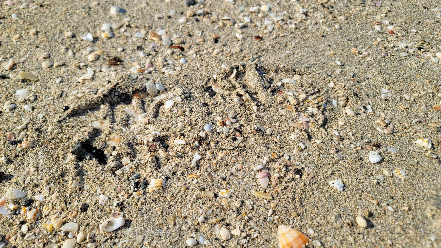 Sea shells on the seashore - Sea Shell photo