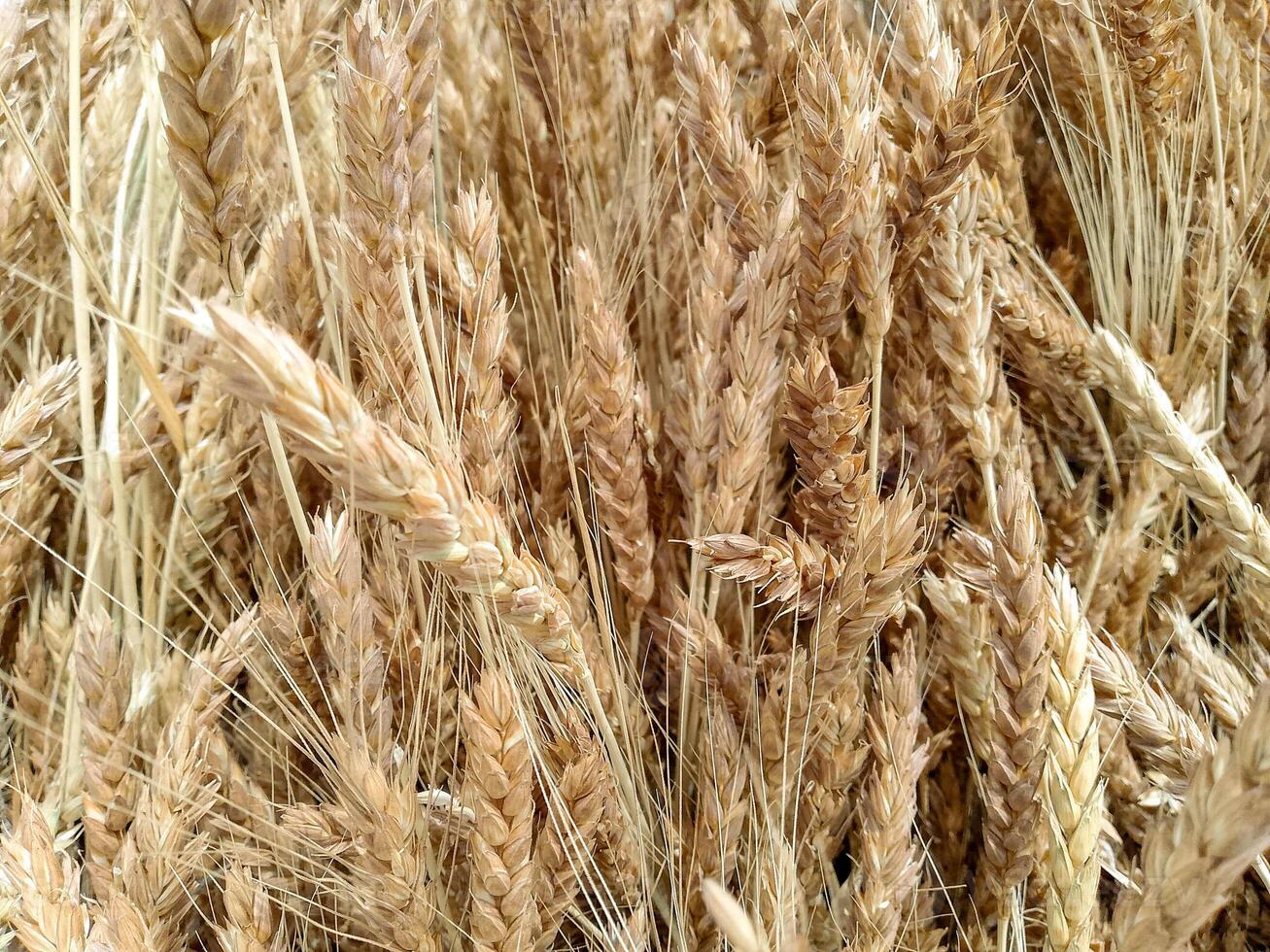Wheat Croped and organized in a way to be threashed photo