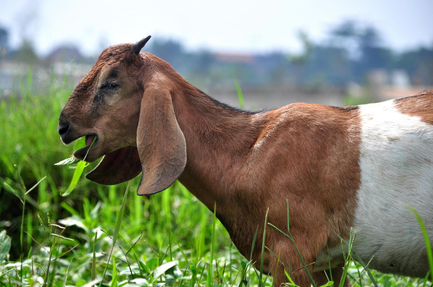 A brown goat is eating grass in a grass field photo