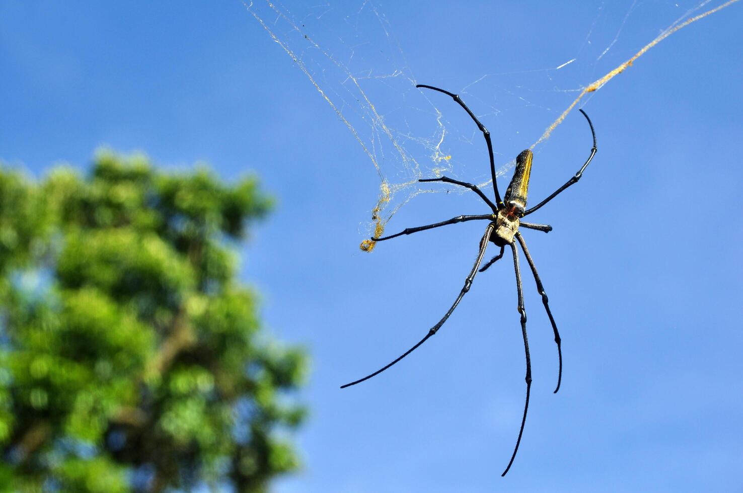 Nephila pilipes, the northern golden orb weaver or giant golden orb weave spider photo