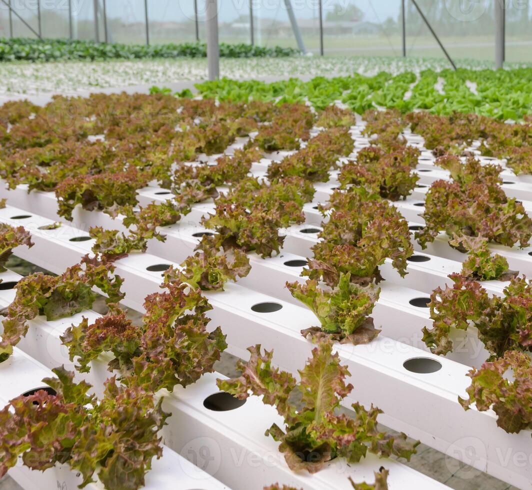 Hydroponic lettuce leaf vegetables plantation in greenhouse photo